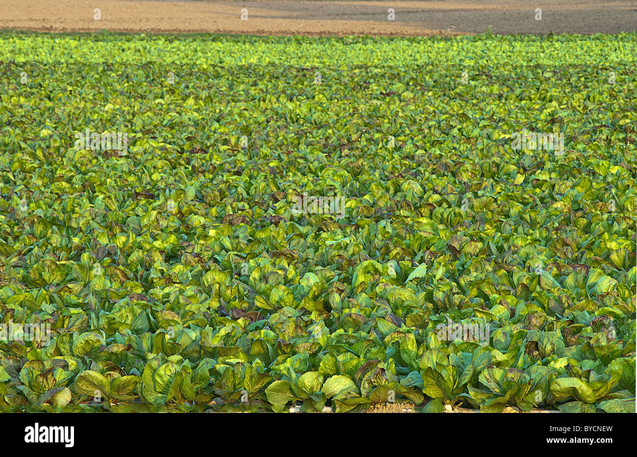 Bereich der Chicorée, organische Landwirtschaft Stockfoto