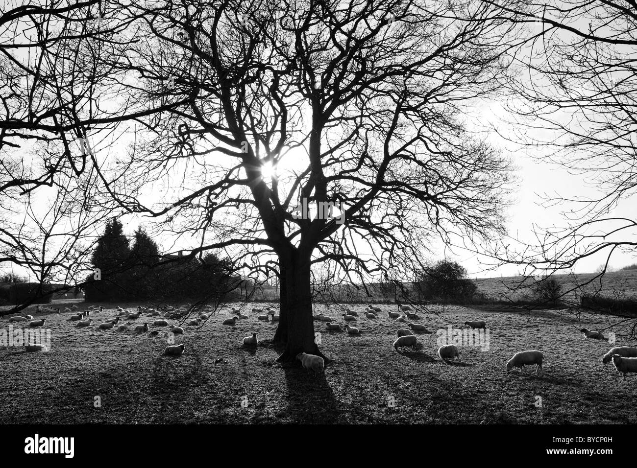 Schafe in Felder, Winter, Wiltshire, UK Stockfoto
