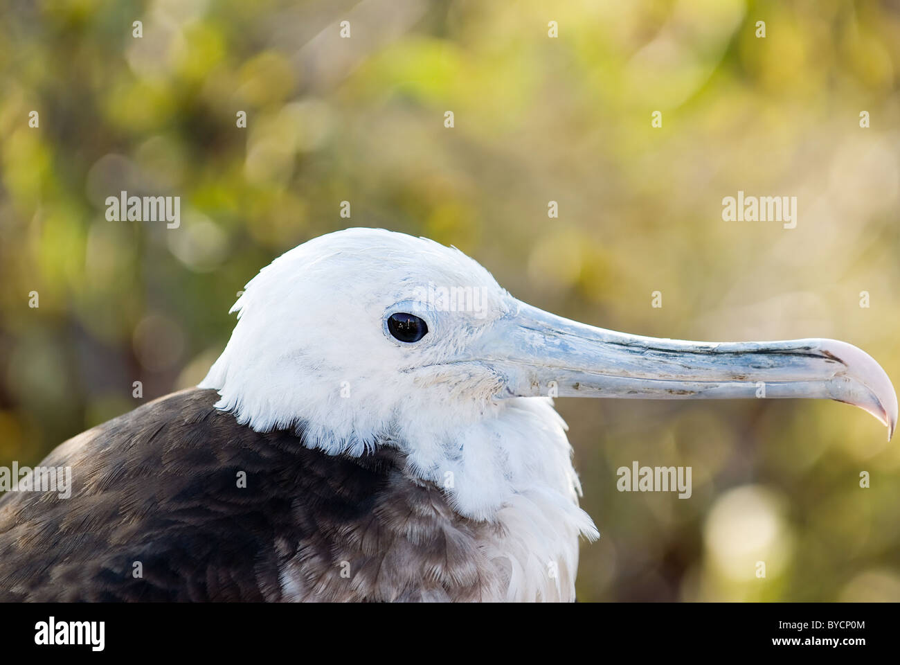 Porträt einer juvenilen Fregattvogels (Fregata Lacepede) Stockfoto