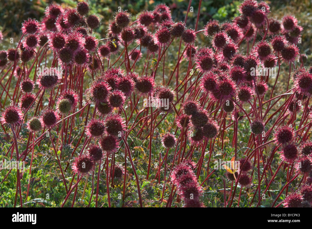 Stachelige Burr (Acaena fehlt) hinterleuchtete spined Früchte mit Widerhaken Laguna Nimez Nature Reserve El Calafate Stockfoto