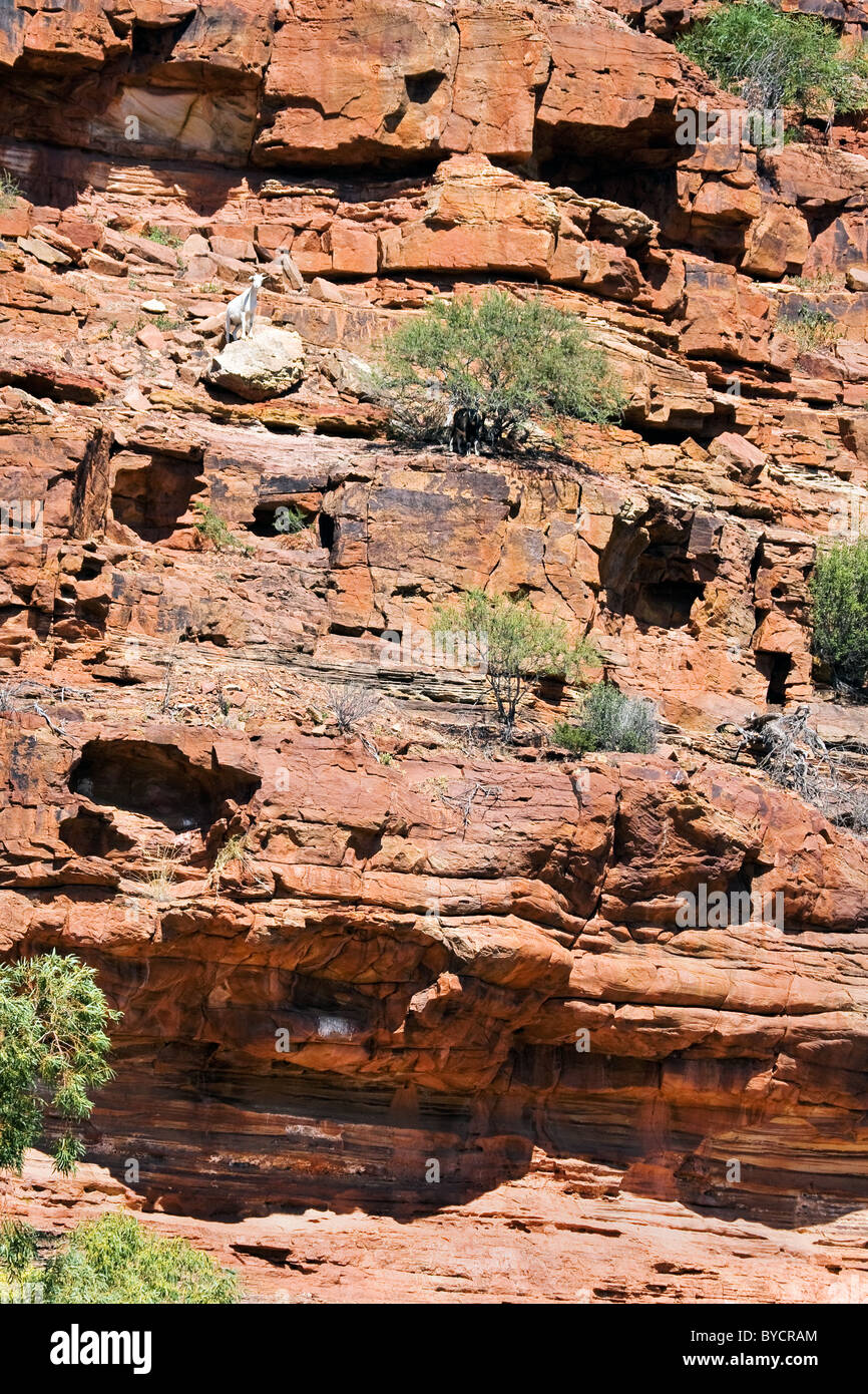 Eine weiße wilde Ziege schaut aus steilen roten Sandsteinfelsen in Hawkes Head am Murchison River in Western Australia Stockfoto