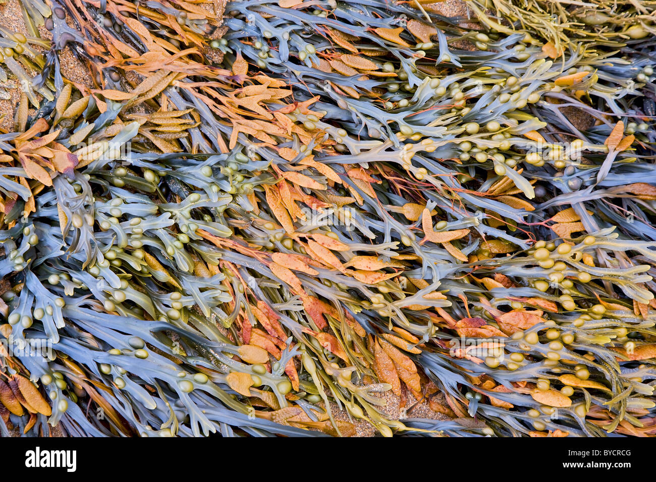 Bunte Wedel Knotted und Blase Rack Algen am Cornish Strand Stockfoto