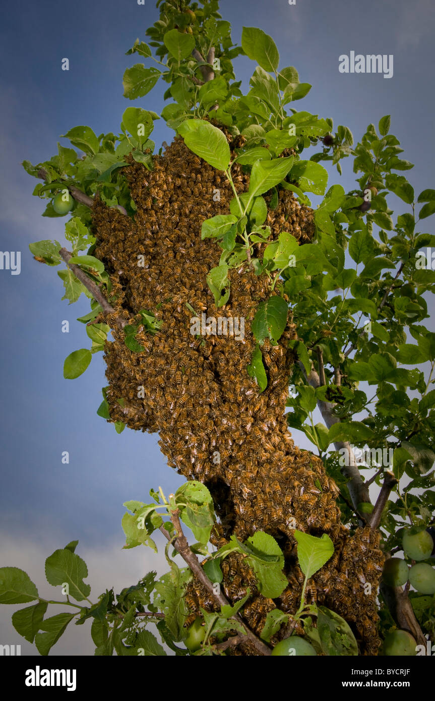 Bienen Nest im Baum, Nahaufnahme Stockfoto