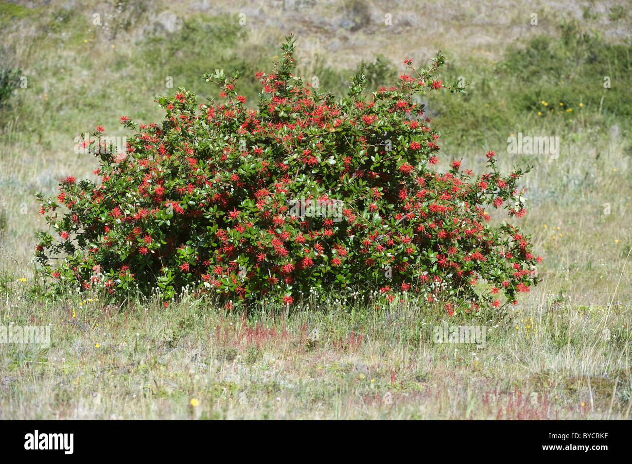 Firebush (Embothrium Coccineum) Blumen Lebensraum Los Glaciares National Park SW von Santa Cruz Provinz Argentinien Südamerika Stockfoto