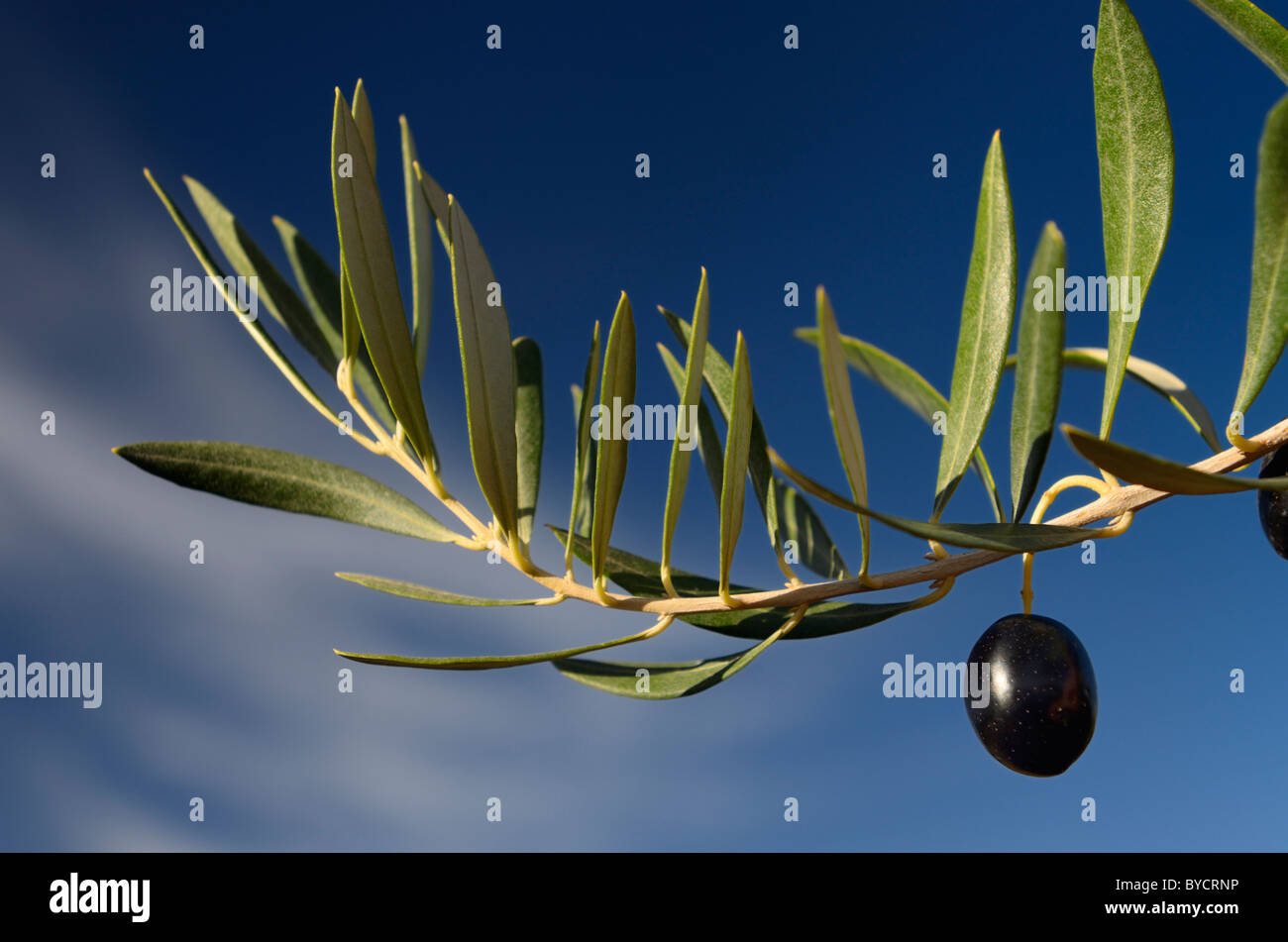 Reif olive auf einem Olivenzweig gegen den blauen Himmel im Palmenhain von Skoura oasis Marokko Stockfoto