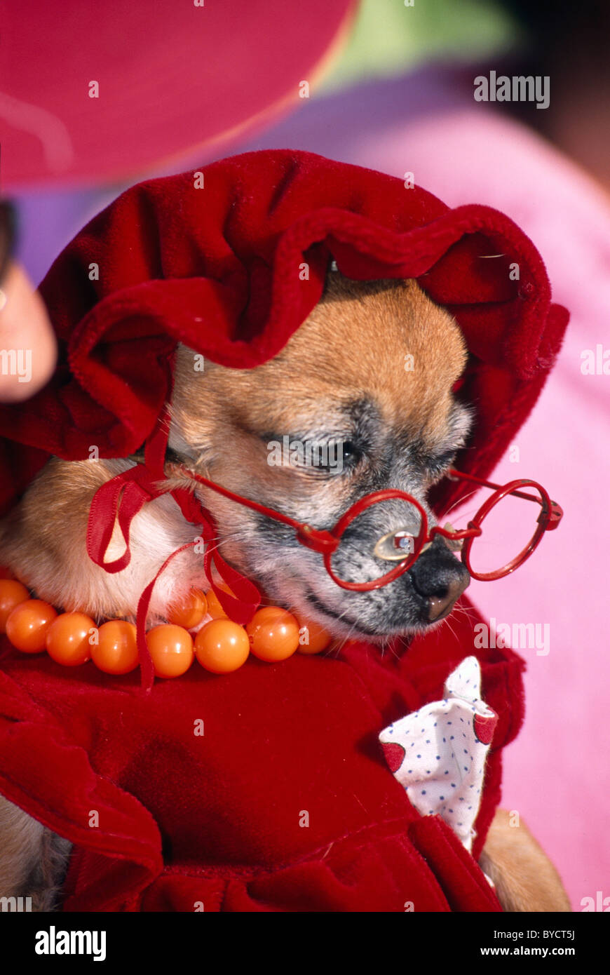 Karneval in Puerto De La Cruz. Teneriffa, Canyr Inseln, Spanien Stockfoto