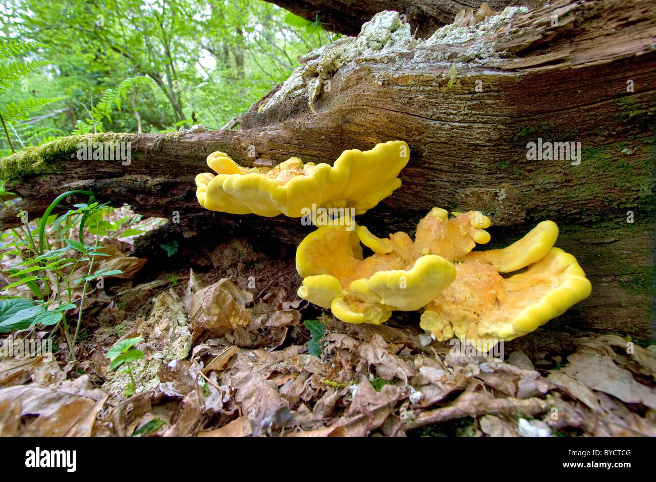 Huhn von der Wälder Pilz Laetiporus Sulphureus wachsen auf einem umgestürzten Baum-Protokoll Stockfoto