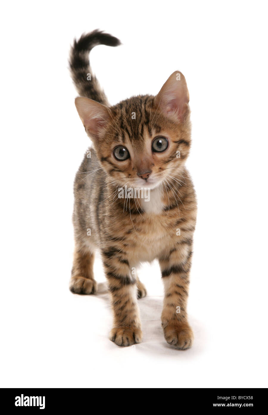 Brown spotted Bengal Kätzchen stehend Studio Stockfoto