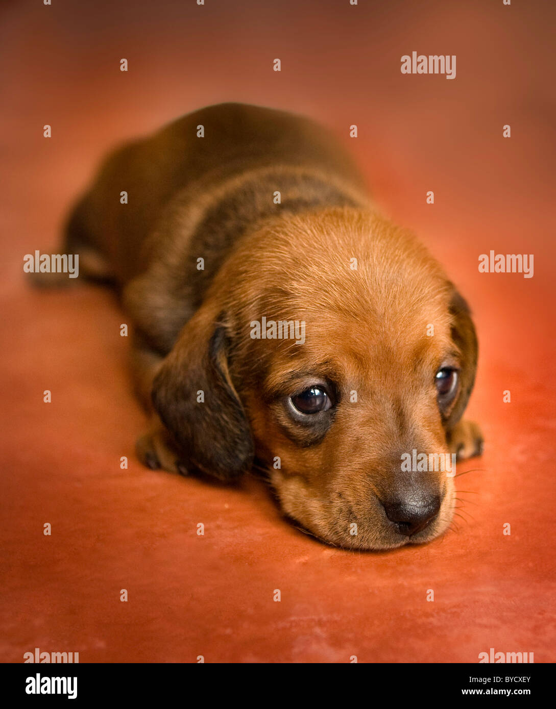 Miniature Dachshund Welpen Stockfoto