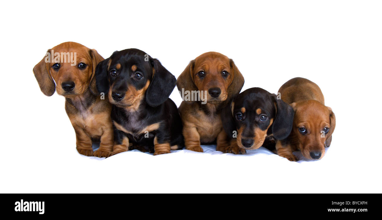 Miniature Dachshund Welpen Stockfoto