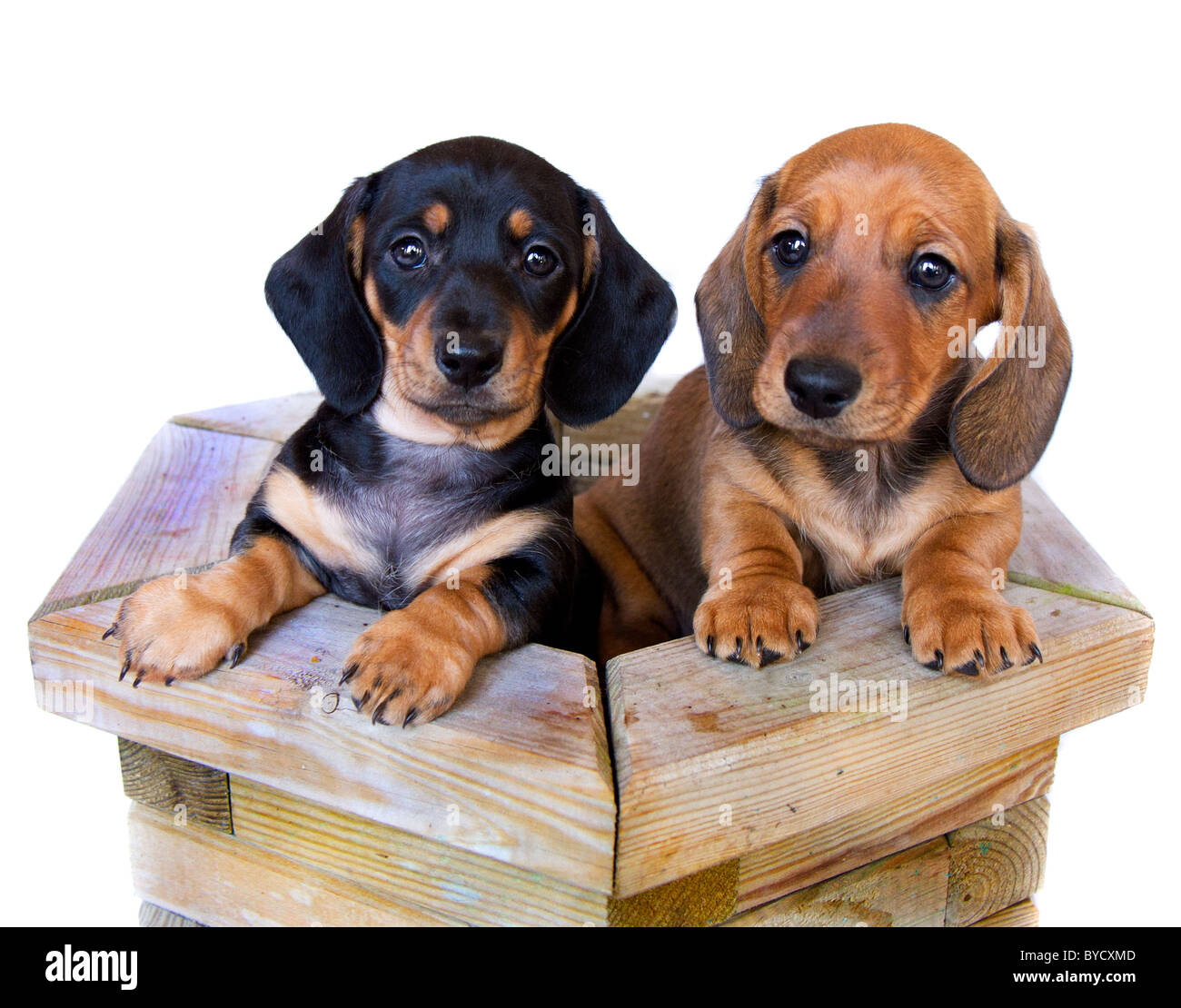 Miniature Dachshund Welpen Stockfoto