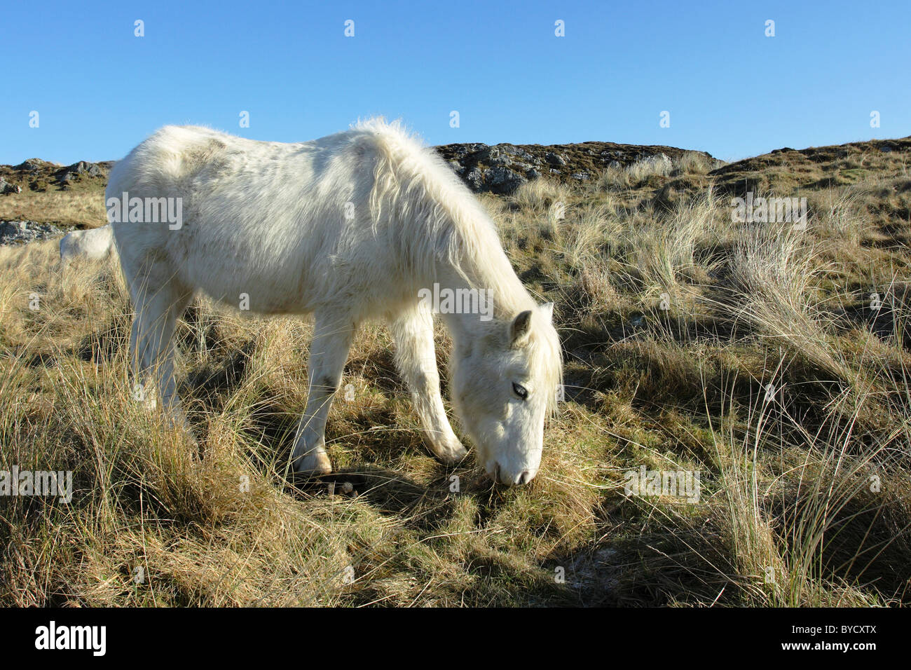 Eines der Welsh Ponys in Llanddwyn Island, Anglesey, die Sanddünen zu halten eingeführt gestreift Stockfoto