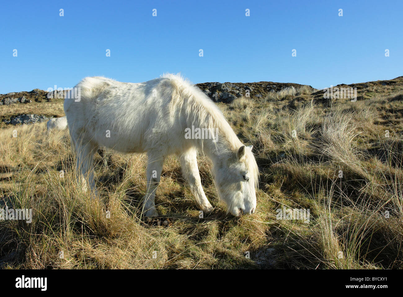 Eines der Welsh-Ponys eingeführt auf Llanddwyn Island, Anglesey, die Sanddünen streifte zu halten Stockfoto