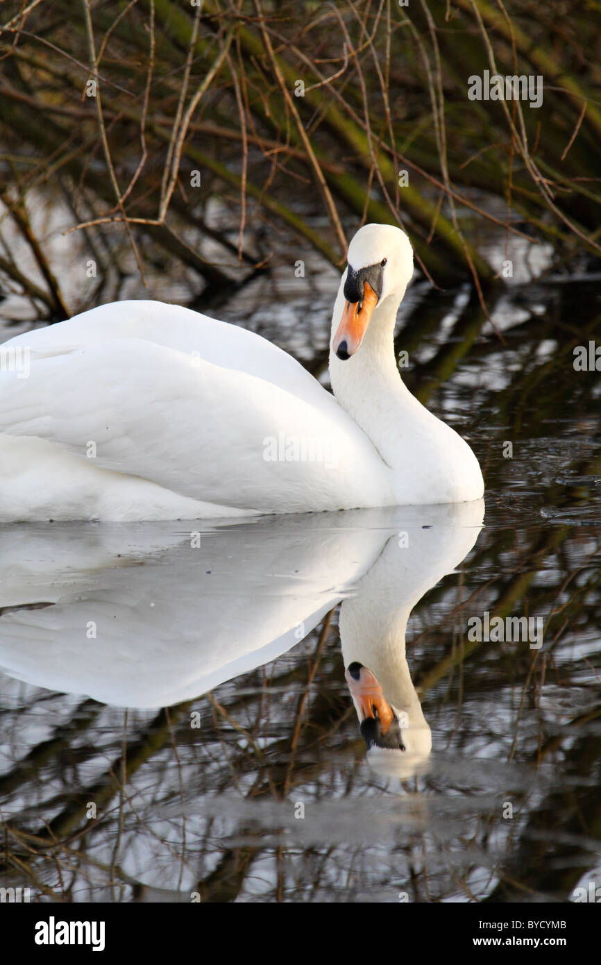 Höckerschwan Cygnus olor Stockfoto