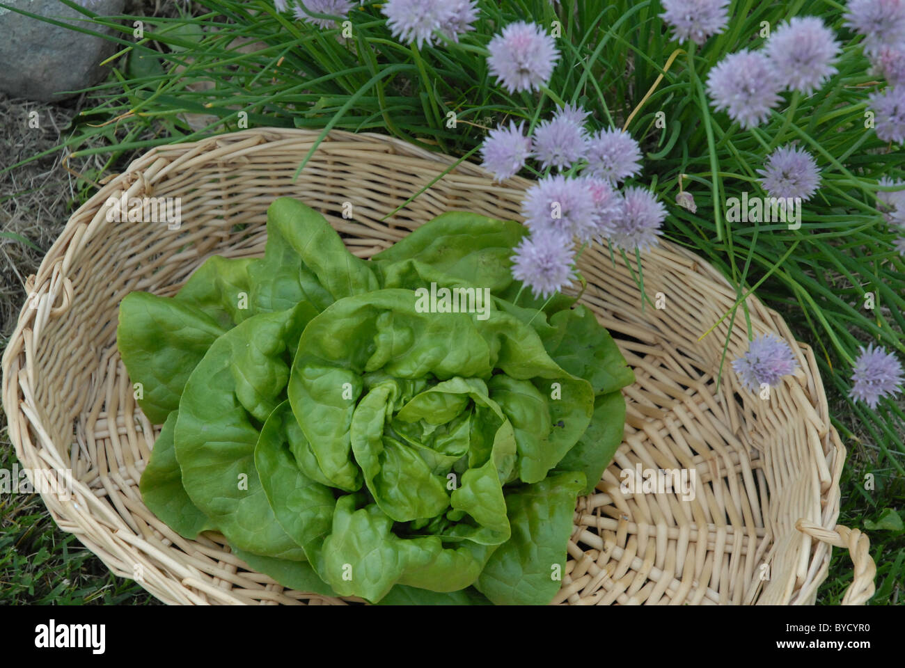 Boston-Salat in Korb in der Nähe von Patch Schnittlauch in voller Blüte im Garten. Stockfoto