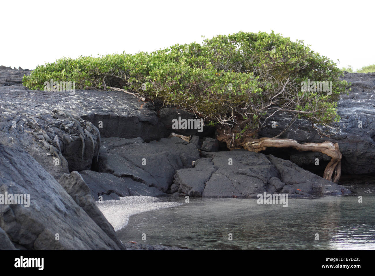 Baum wächst aus Lava auf Isla Fernandina auf den Galapagos Inseln Stockfoto