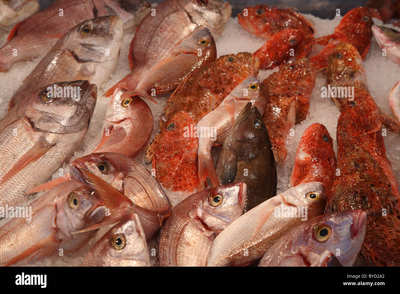 Fisch zum Verkauf an Athen zentralen Fischmarkt (Agora), Athinas Street, Athen, Griechenland Stockfoto