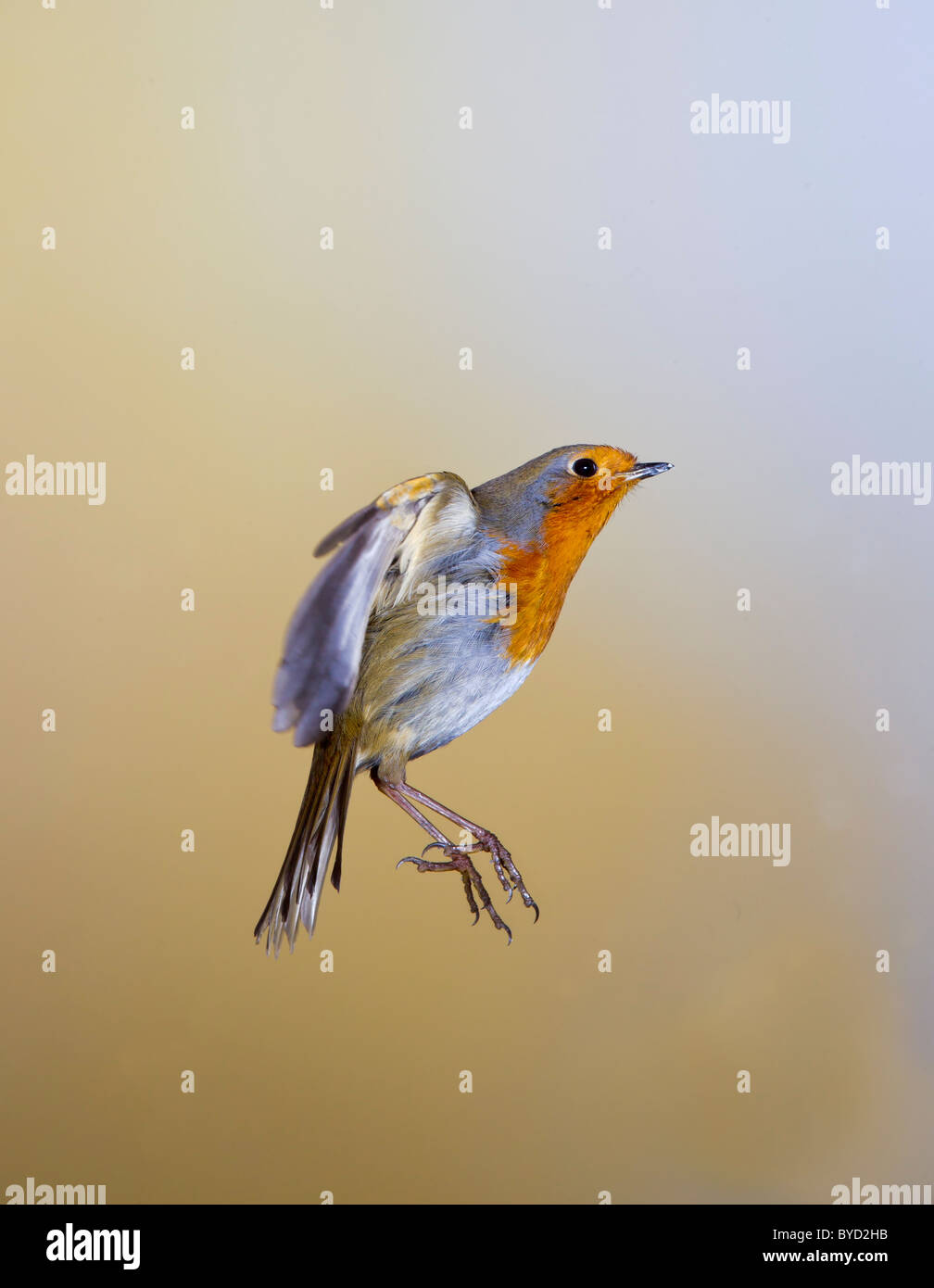 Robin (Erithacus Rubecula) im Flug Stockfoto