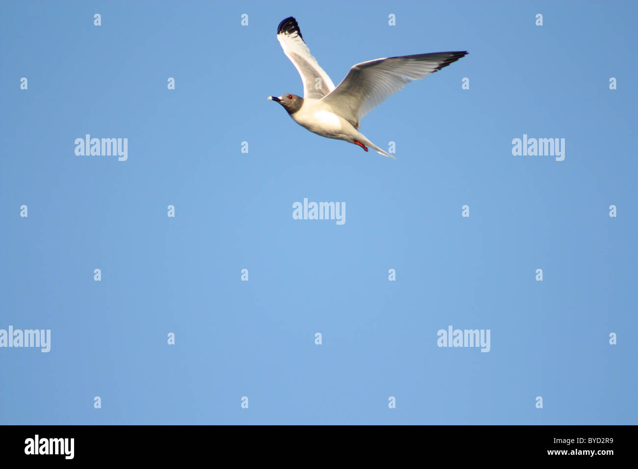 Möve im Flug auf den Galapagos Inseln Stockfoto