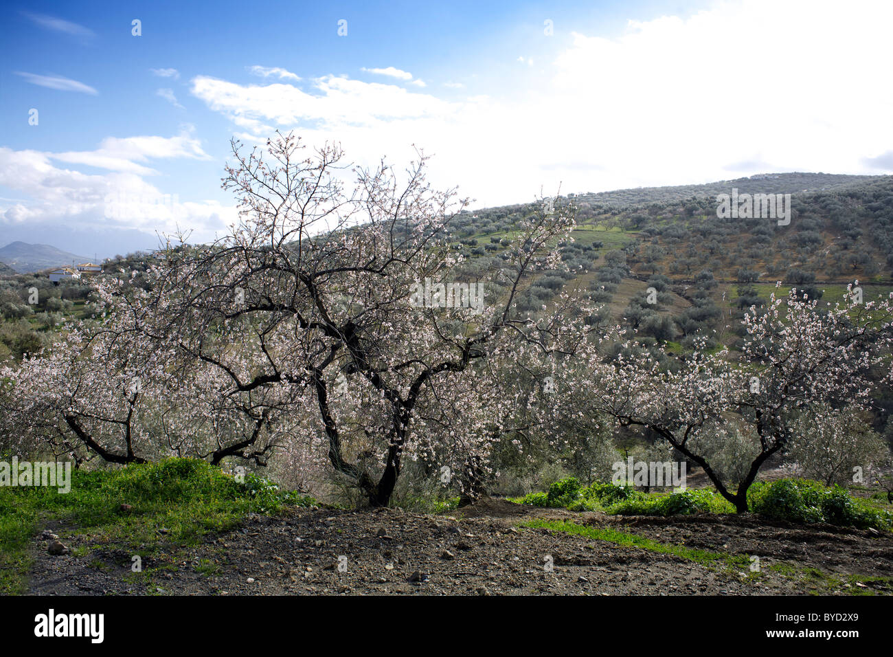 Mandelbaum in Blüte, Februar, Region Axarquia, Andalusien, Spanien, Europa, europäisch, Spanisch, Andalusien, Andalusien, Stockfoto