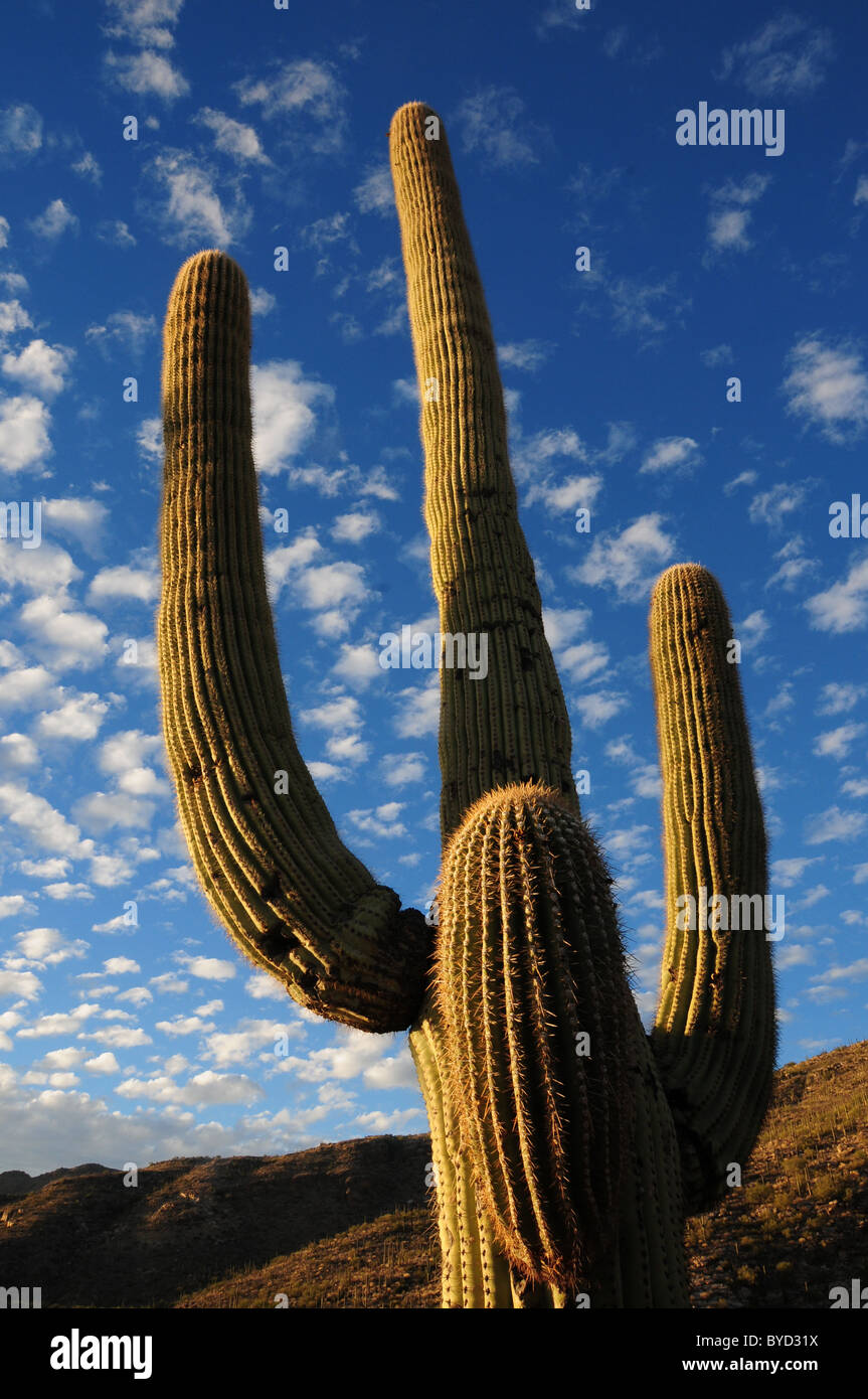 Saguaro Kakteen wachsen entlang Catalina Highway n Mount Lemmon, Santa Catalina Mountains, Tucson, Arizona, USA. Stockfoto