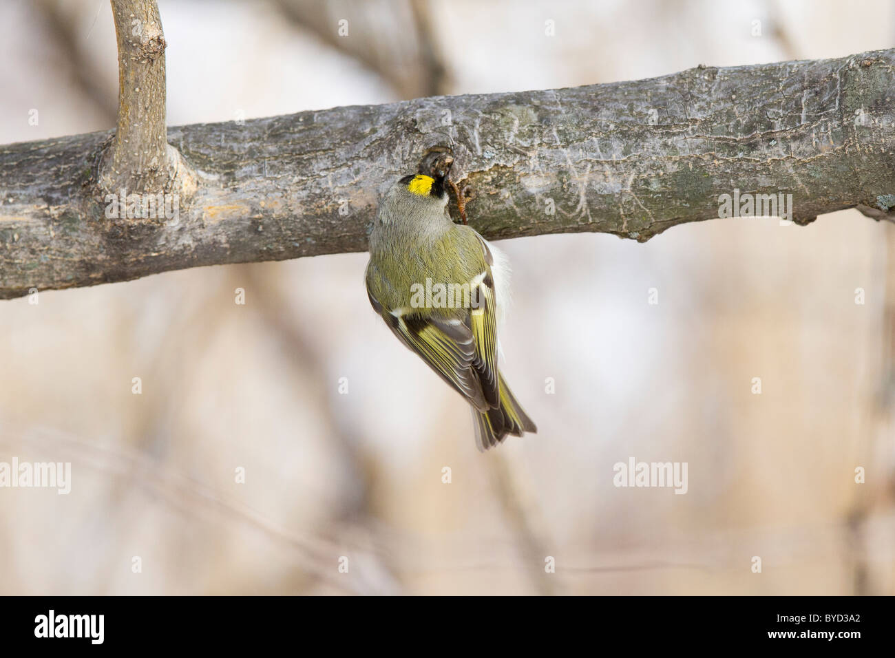 Golden-gekrönter Goldhähnchen Stockfoto