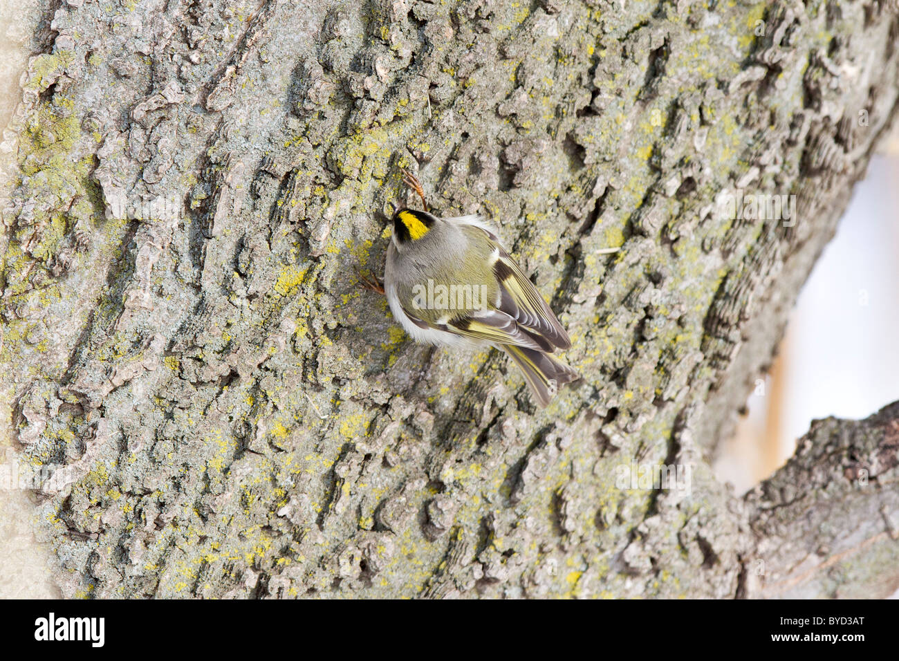 Golden-gekrönter Goldhähnchen Stockfoto