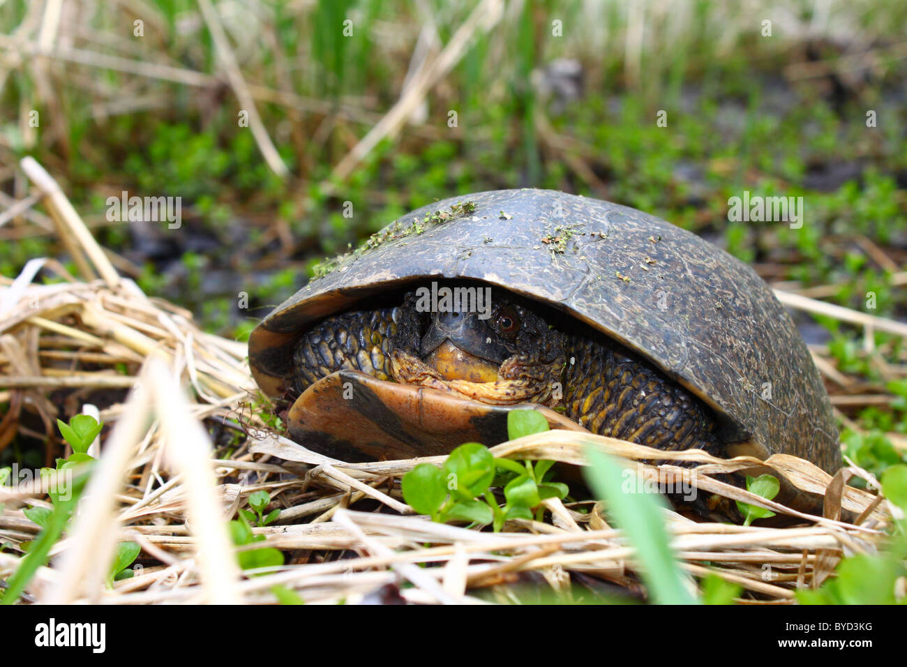 Blandings Schildkröte (Emydoidea Blandingii) Stockfoto