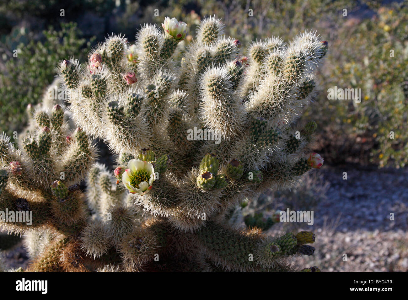 Teddybear Cholla (Cylindropuntia oder Opuntia Bigelovii), Arizona, USA Stockfoto