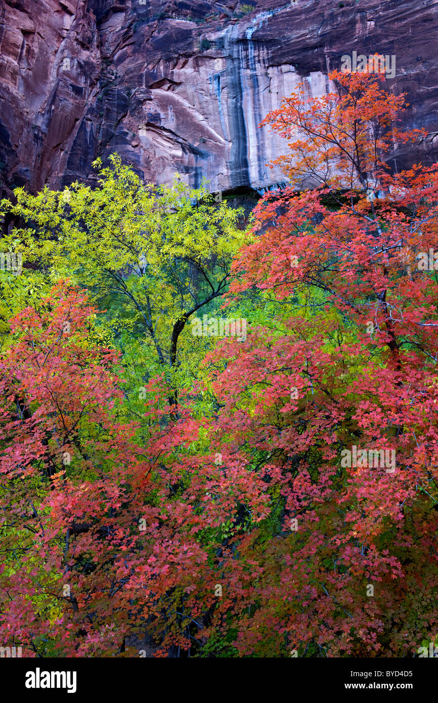 Herbstfarben unter Bigtooth Ahornbäume unterhalb der Felsnische Weeping Rock in Zion National Park in Utah. Stockfoto