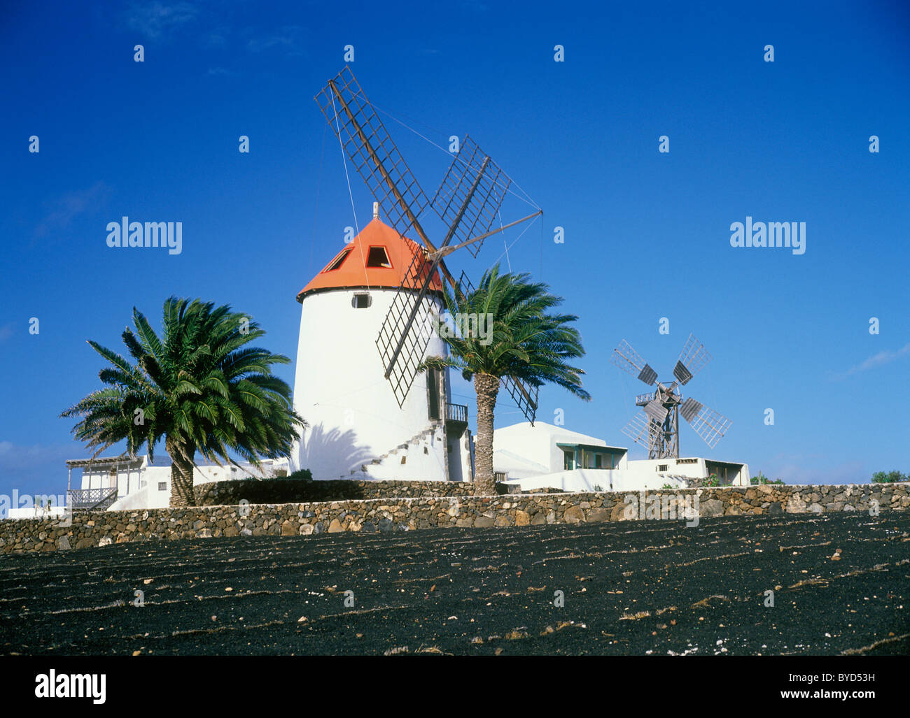 Windmühle und Palmen Bäume in Tiagua, Lanzarote, Kanarische Inseln, Spanien, Europa Stockfoto