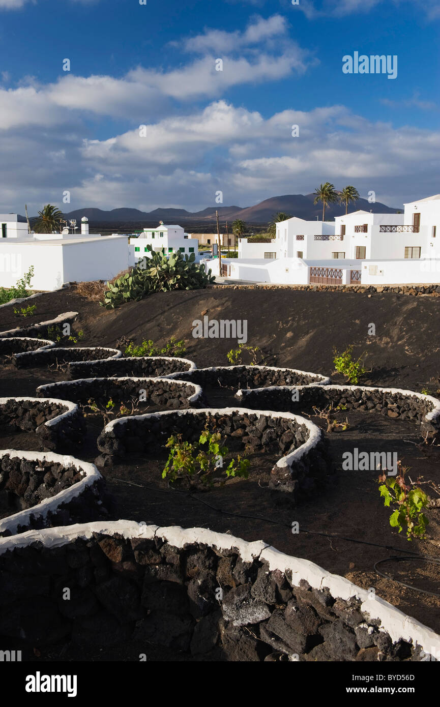 Weinberg-Anbau in einem Lavafeld in Yaiza, Lanzarote, Kanarische Inseln, Spanien, Europa Stockfoto