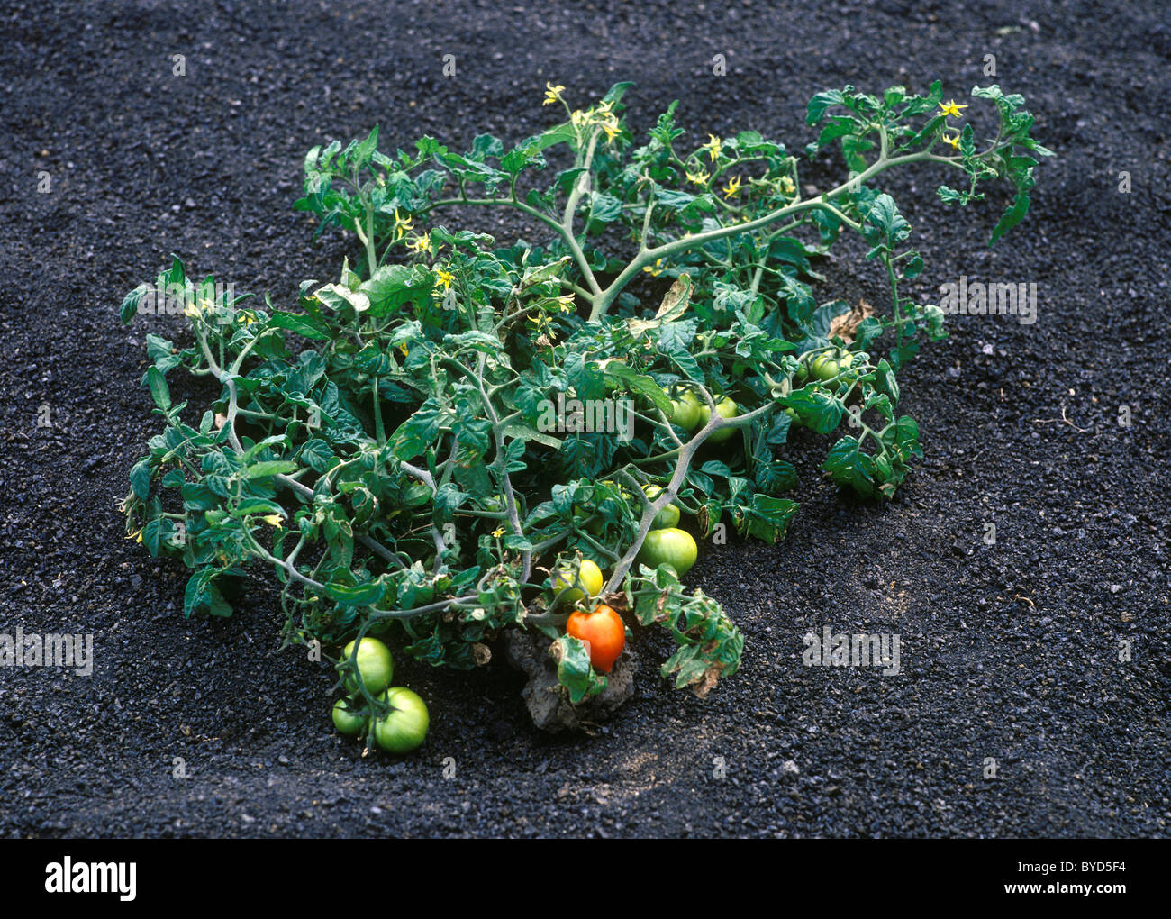 Tomatenpflanze wächst in Lavaerde Tinajo, Lanzarote, Kanarische Inseln, Spanien, Europa Stockfoto