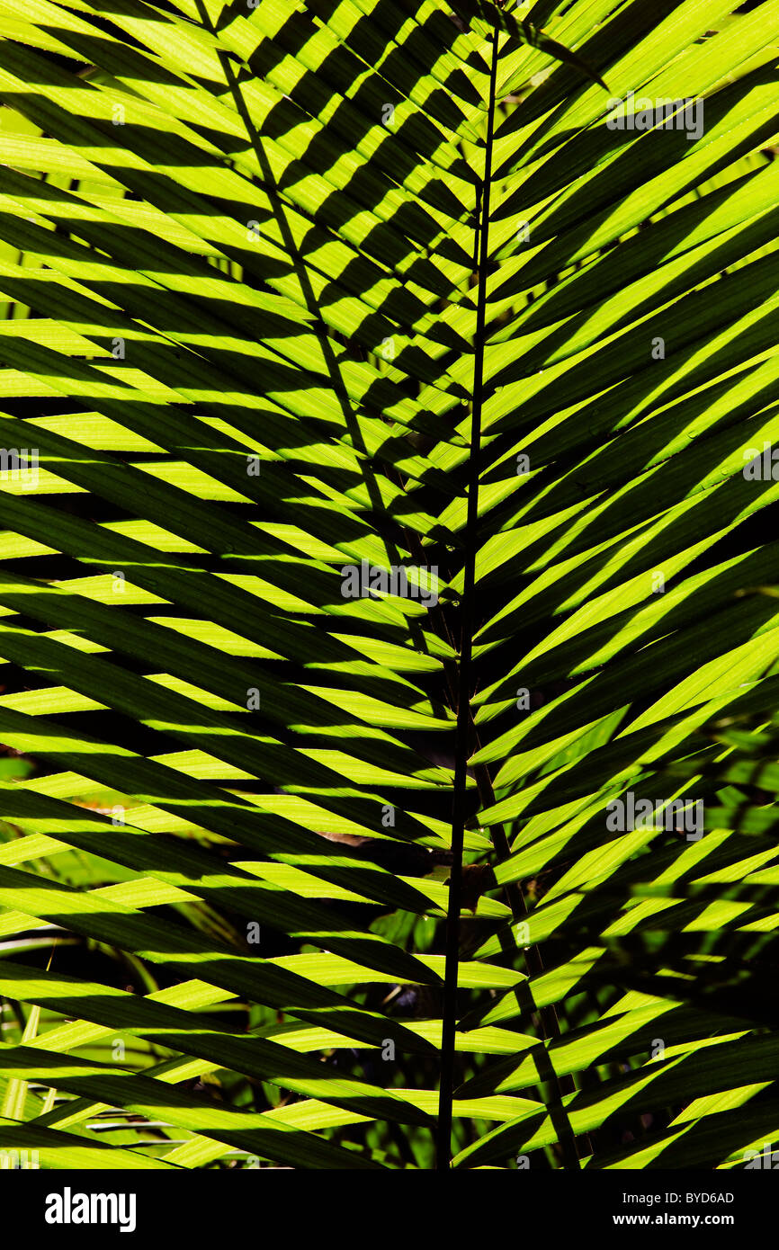 Palmwedel, Daintree Nationalpark, Queensland, Australien Stockfoto
