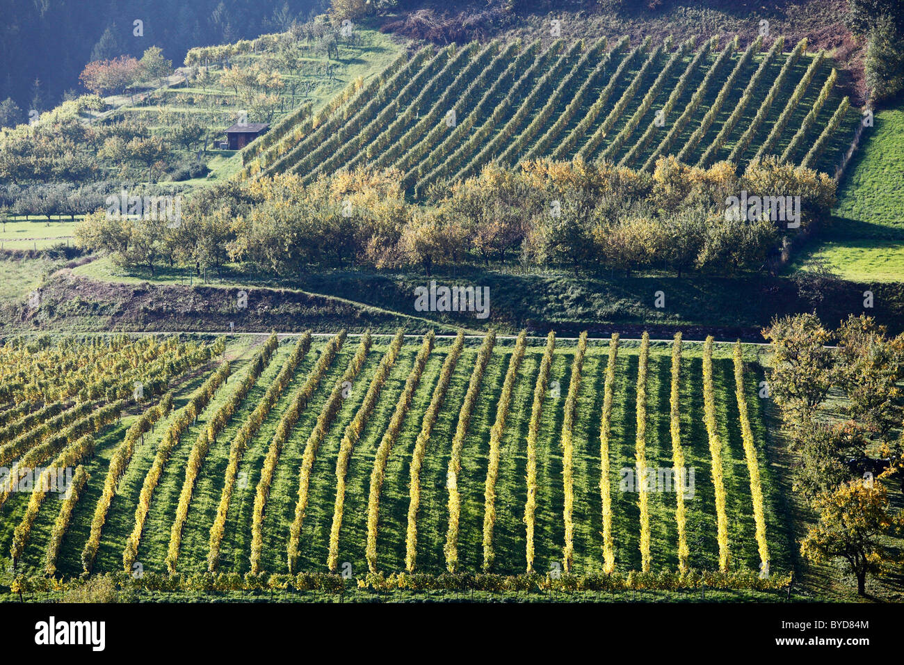 Kulturlandschaft mit einem Weinberg und einem Obstgarten in Viessling, Spitzer Graben-Tal, Wachau Valley, Region Waldviertel Stockfoto