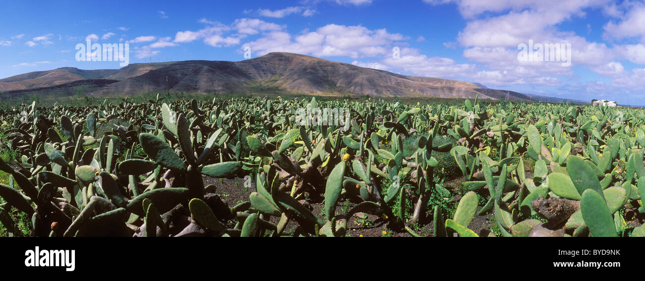Kaktus-Feld fr die Zucht Luse auf natrliche Farbstoffe in Guatiza,  Feigenkaktus (Opuntia Ficus-Indica), Lanzarote, Kanarische Inseln  Stockfotografie - Alamy