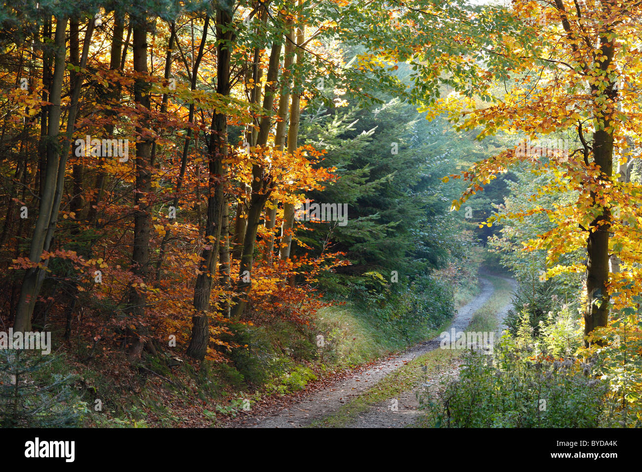Wald im Herbst, Buschandlwand Berg, Wachau Valley Region Waldviertel, Niederösterreich, Österreich Stockfoto