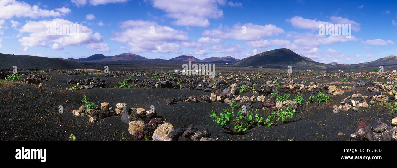 Weinbau-Trockengebieten Landwirtschaft auf Lava, Vulkanlandschaft auf Lanzarote, Kanarische Inseln, Spanien, La Geria, Europa Stockfoto