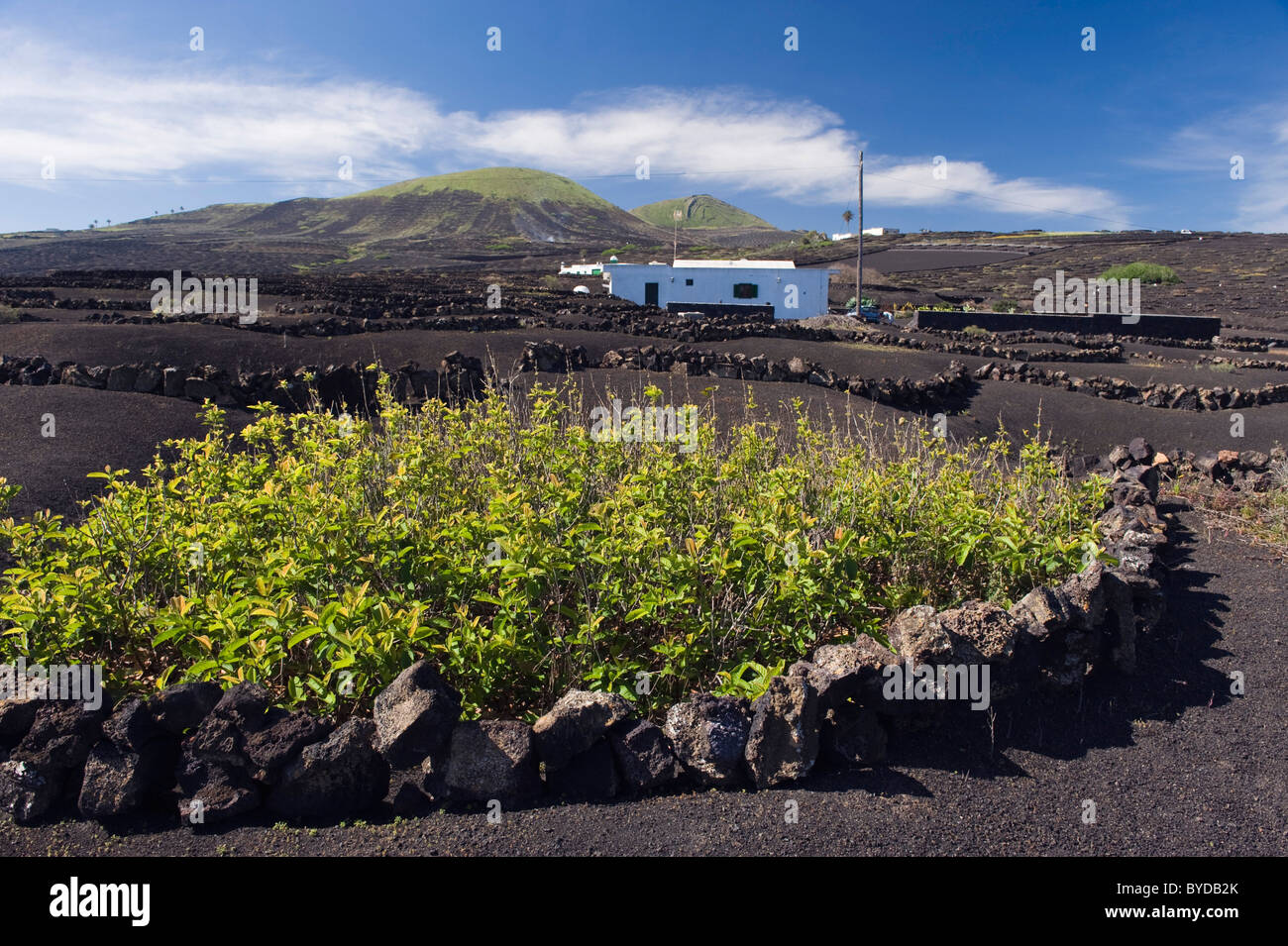 Trockengebieten Landwirtschaft auf Lava, Vulkanlandschaft auf Lanzarote, Kanarische Inseln, Spanien, La Geria, Europa Stockfoto