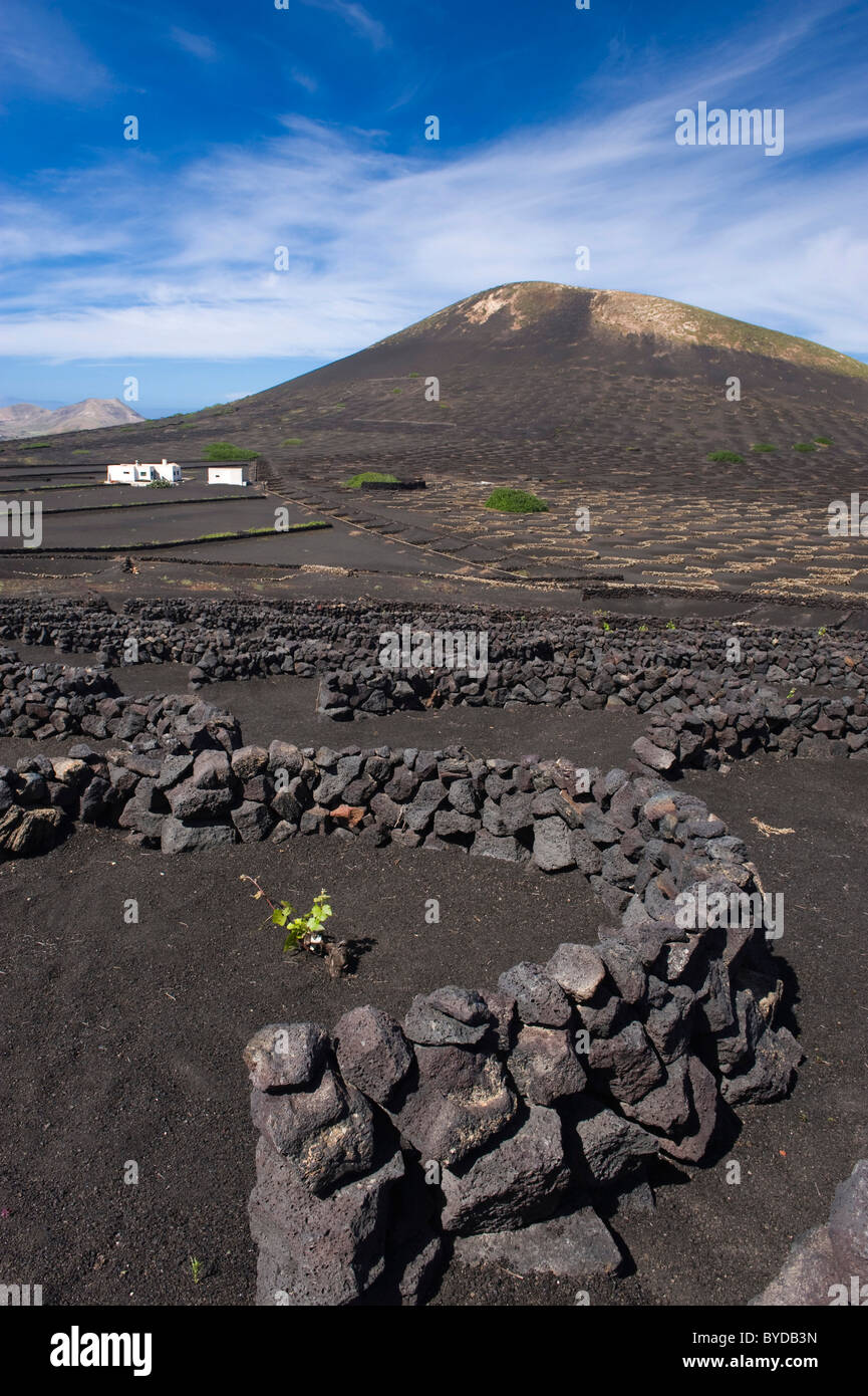 Weinbau-Trockengebieten Landwirtschaft auf Lava, Vulkanlandschaft auf Lanzarote, Kanarische Inseln, Spanien, La Geria, Europa Stockfoto