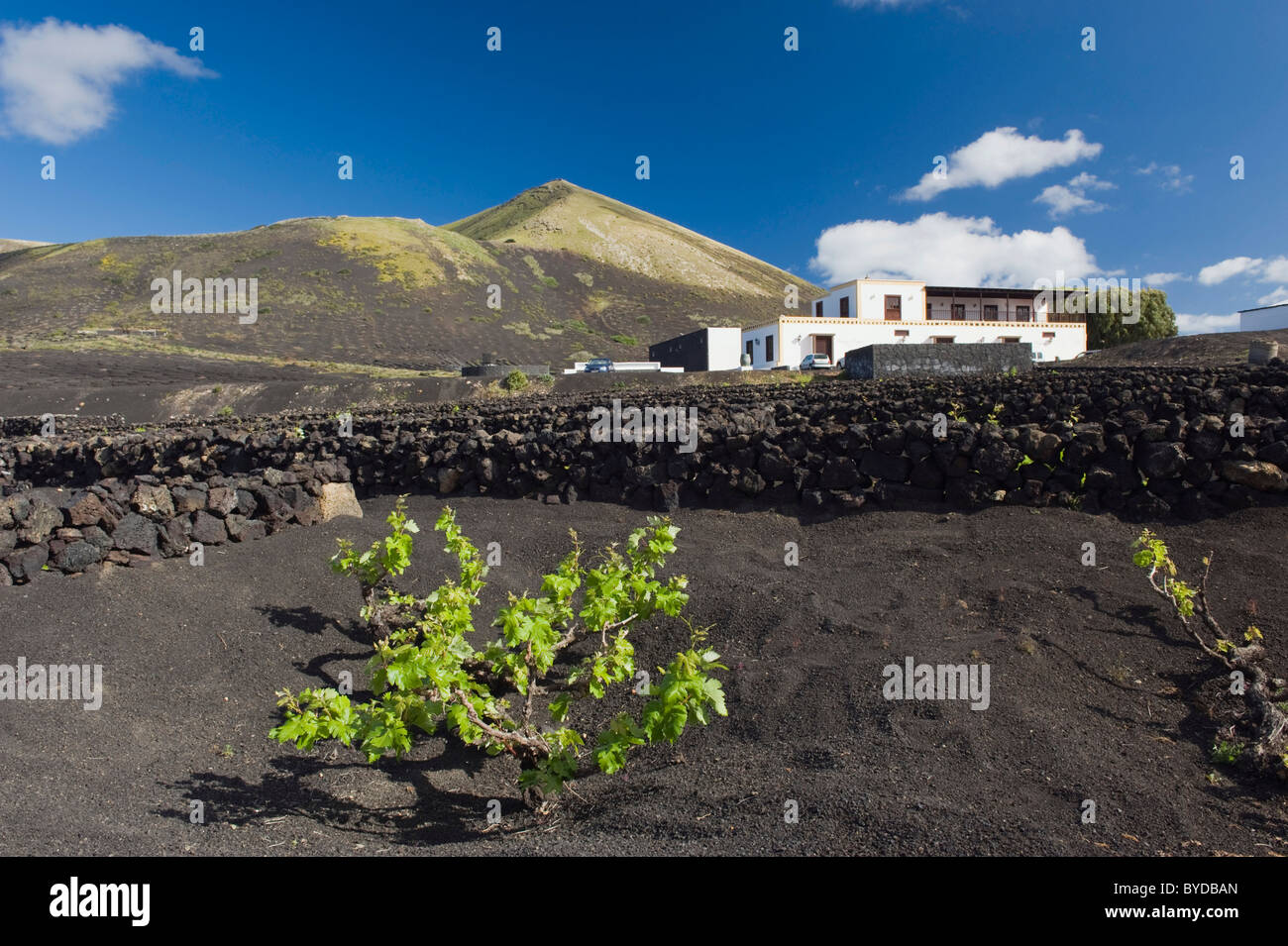 Weinbau-Trockengebieten Landwirtschaft auf Lava, Vulkanlandschaft auf Lanzarote, Kanarische Inseln, Spanien, La Geria, Europa Stockfoto