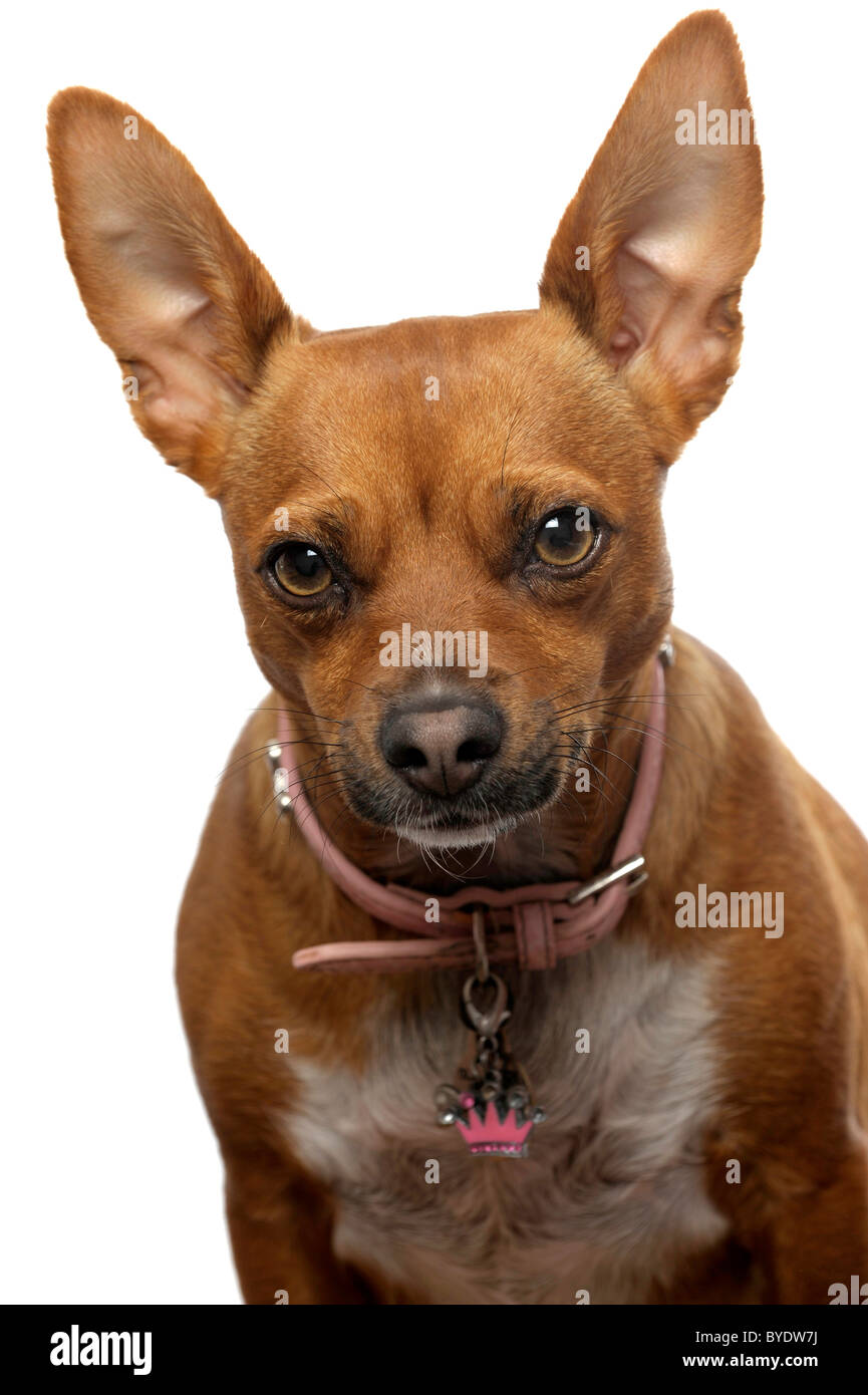 Chihuahua Hund mit rosa Halsband direkt in die Kamera mit den Ohren zu  errichten Stockfotografie - Alamy