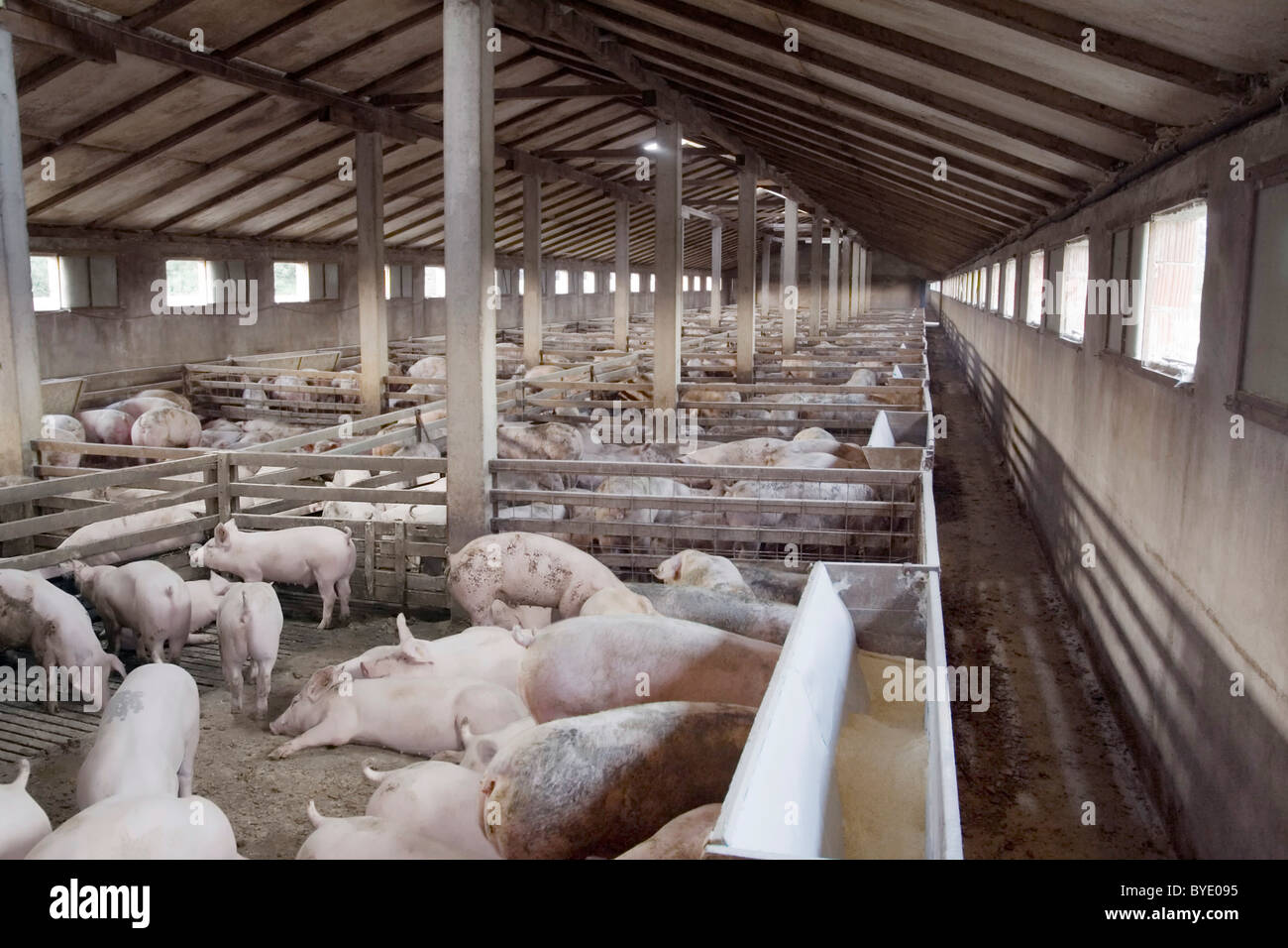 Kleinen Schweinefarm für die Zucht von Schweinen Stockfoto