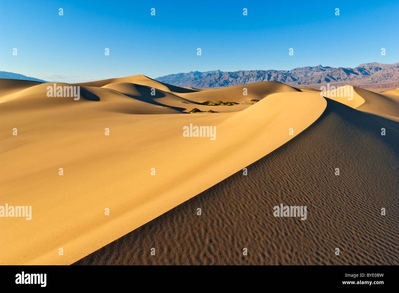 Mesquite Flats Sanddünen Grapevine Mountains von der Amargosa reichen Stovepipe Wells Death Valley Nationalpark, Kalifornien Stockfoto