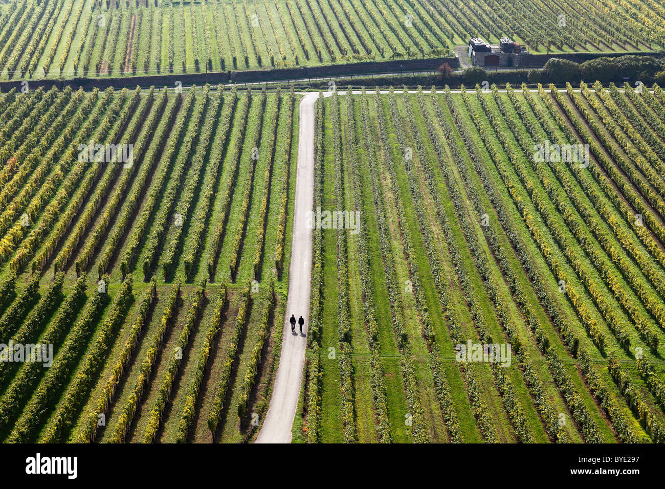 Herbstliche Weinberge in der Nähe von Unterloiben, Wachau, Waldviertel, Wald-Viertel, Niederösterreich, Österreich, Europa Stockfoto