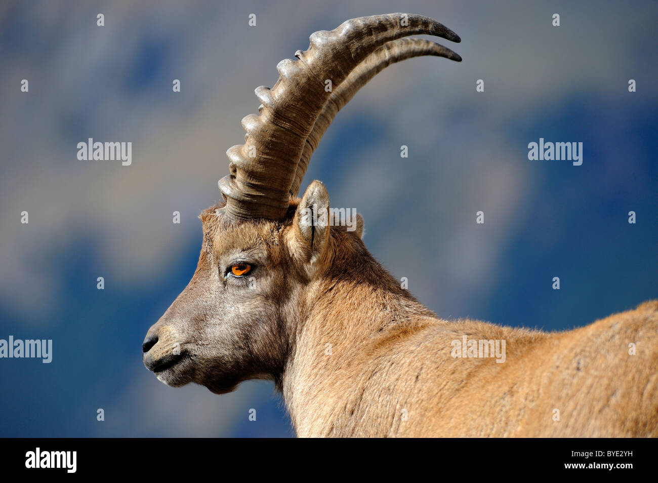 Alpensteinbock (Capra Ibex) vor Berg Kulisse, Allgäuer Alpen, Kleinwalsertal Tal, Vorarlberg, Österreich, Europa Stockfoto