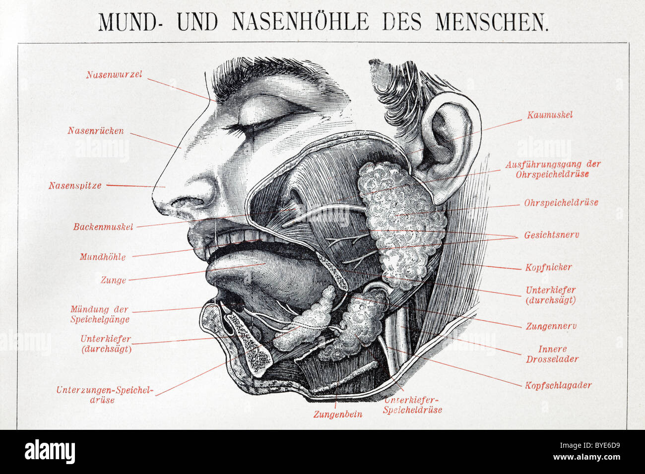 Orale und nasale Hohlräume der Menschen, anatomische Charts