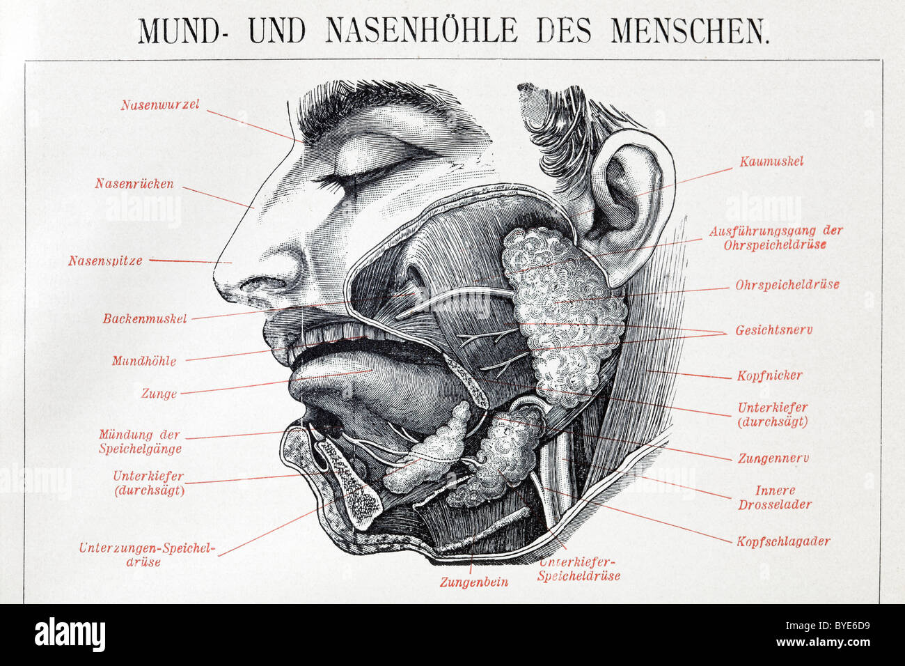 Orale und nasale Hohlräume der Menschen, anatomische Charts, historische Abbildung, Stahlstich, Platte aus der Brockhaus Stockfoto