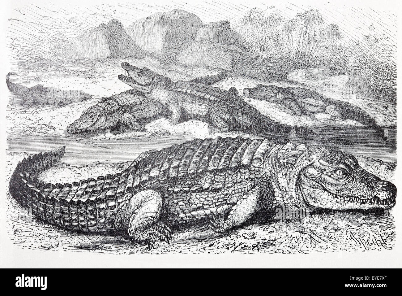 Nil-Krokodil (Crocodilus Vulgaris), historische buchen Darstellung aus dem 19. Jahrhundert, Stahlstich Stockfoto