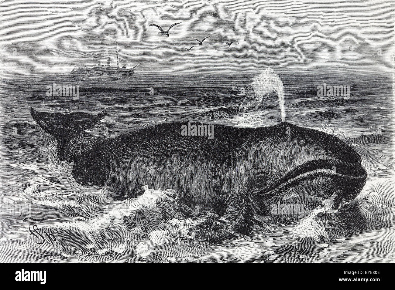 Grönlandwal (Balena Mysticetus), historisches Buch-Illustration aus dem 19. Jahrhundert, Stahlstich Stockfoto